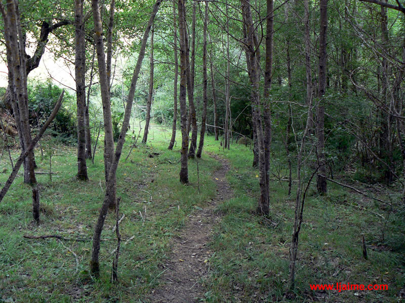 bosque barranco Gillué